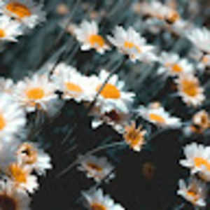 Meet your Posher, Kaylana